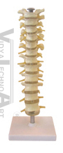 The model of thoracic vertebra and spinal nerves